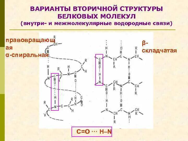 Вторичная структура какие связи. Вторичная структура белковых молекул. Белковая молекула вторичная структура. Водородные связи во вторичной структуре белка. Вторичная стуктурабелковых молекул.