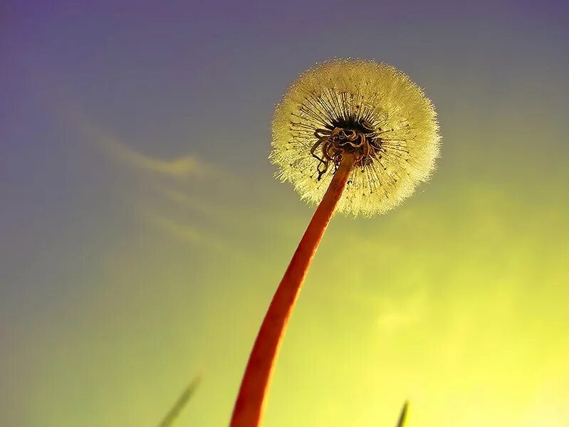 самый длинный одуванчик в мире. одуванчик. фотообои одуванчик. гигантский одуванчик. осот и одуванчик.