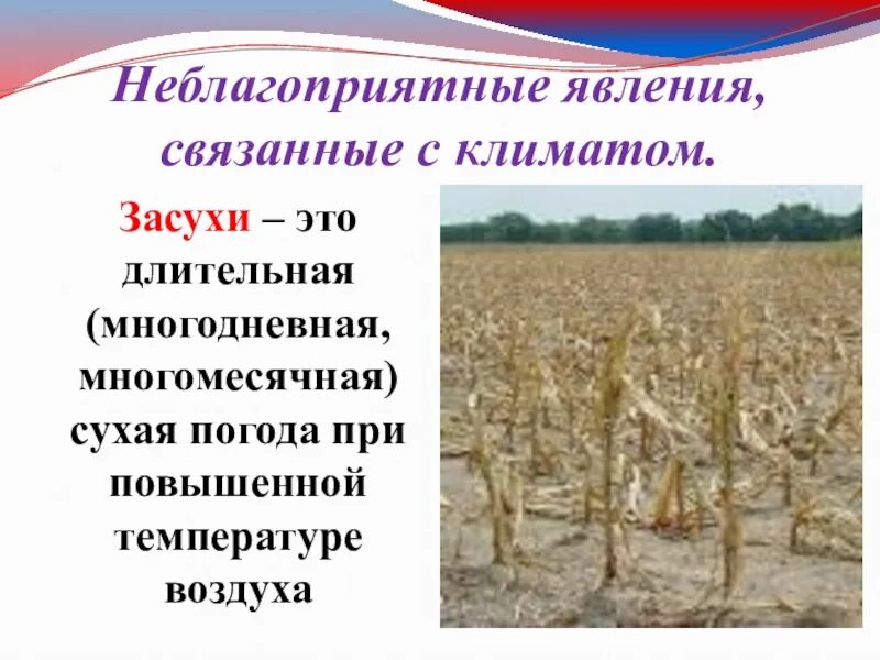 В виду длительной засухи мы часто. Неблагоприятные последствия засухи. Презентация на тему засуха. Что такое засуха кратко. Причины явления засухи.