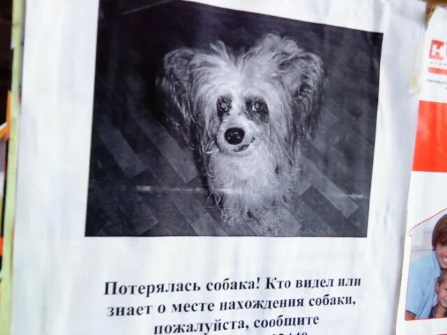 Мем пропала собака толстая тетя ПРИВЕТ ЭТО Я, Мем жирная баба Рисовач .Ру