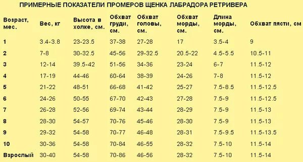 Вес лабрадора девочки по месяцам таблица Чем опасен лишний вес для кошек и собак и как от него избавиться Волжская правда