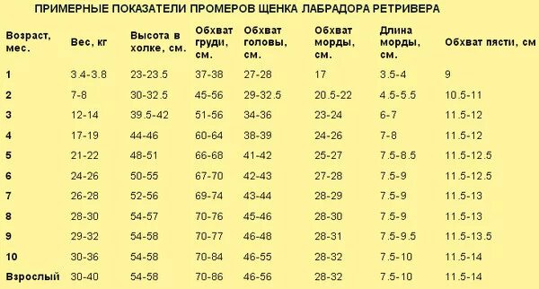 Сколько весит самка. Вес щенка лабрадора по месяцам таблица. Вес щенка лабрадора в 2 месяца девочка таблица. Норма веса лабрадора. Вес лабрадора в 7 месяцев девочка.