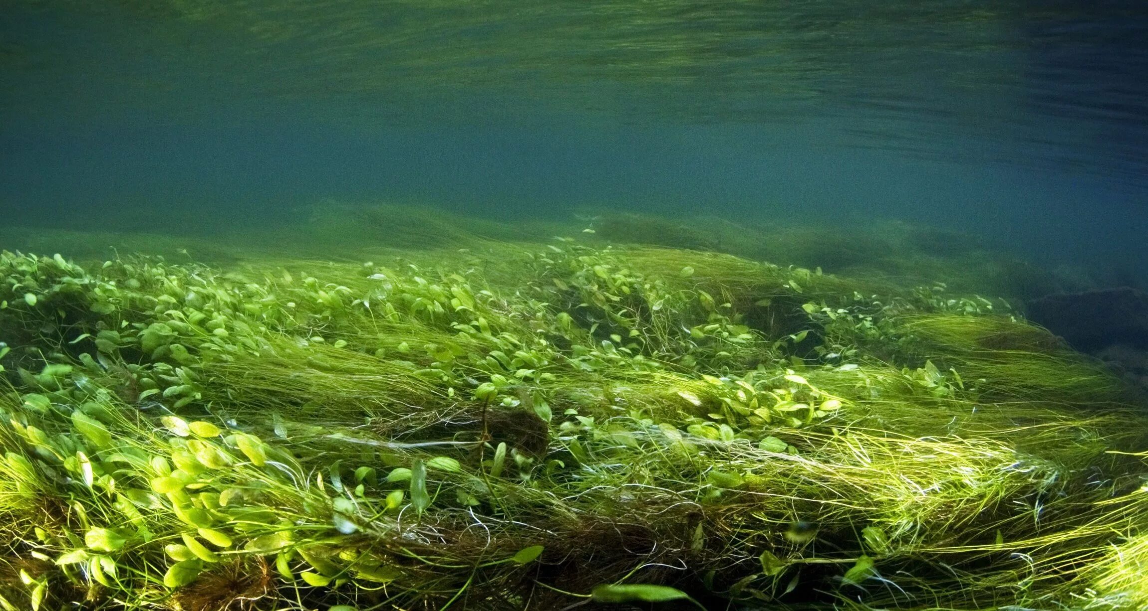 водоросли самые древние растения. водоросли первые наиболее древние растения. палеозой эра кембрий. растительность протерозойской эры. Montsechia vidalii.