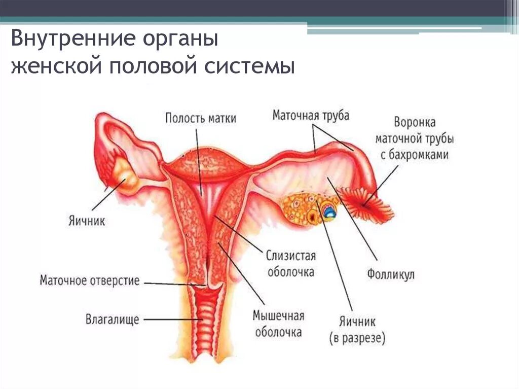 Внутренние органы матки. Внутренние органы матки