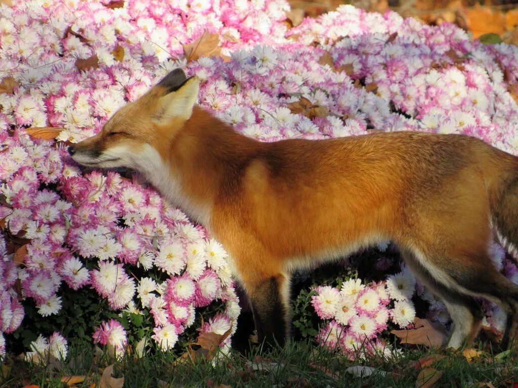 Лиса. Весенняя лиса. Лисенок в цветах. Лисичка в цветах. Flower foxes