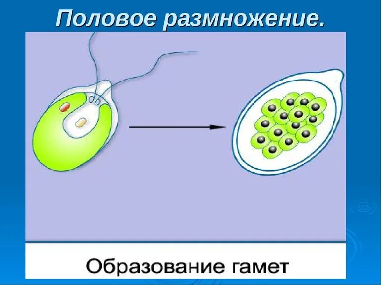 В результате слияния гамет происходит. Мужские гаметы. Размножение гаметы. Рисунок полового размножения. Схемы полового размножения растений гаметы.