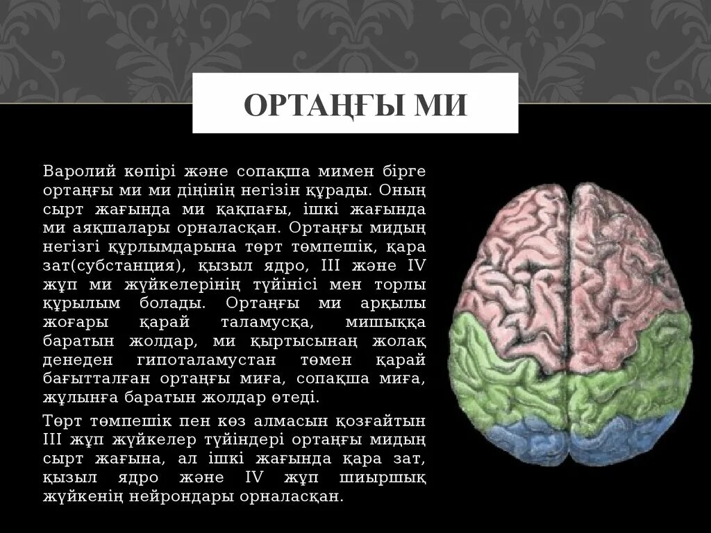 Ми деген не. Строение головного мозга отделы головного мозга. Ми б?лімдері презентация. Ми ??рылысы презентация. Ми б?лімдері презентация.