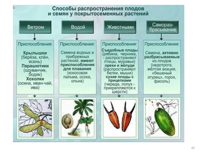 Размножение семян ветром. Распространение плодов и семян таблица 6 класс биология. Способы распространения плодов. Способы распространения плодов и семян. Приспособления для распространения плодов.