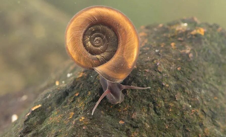 Катушка окаймленная (Planorbis Planorbis). Улитка катушка килеватая. Ramshorn Snail улитка катушка. Катушка килевая - Planorbis carinatus.