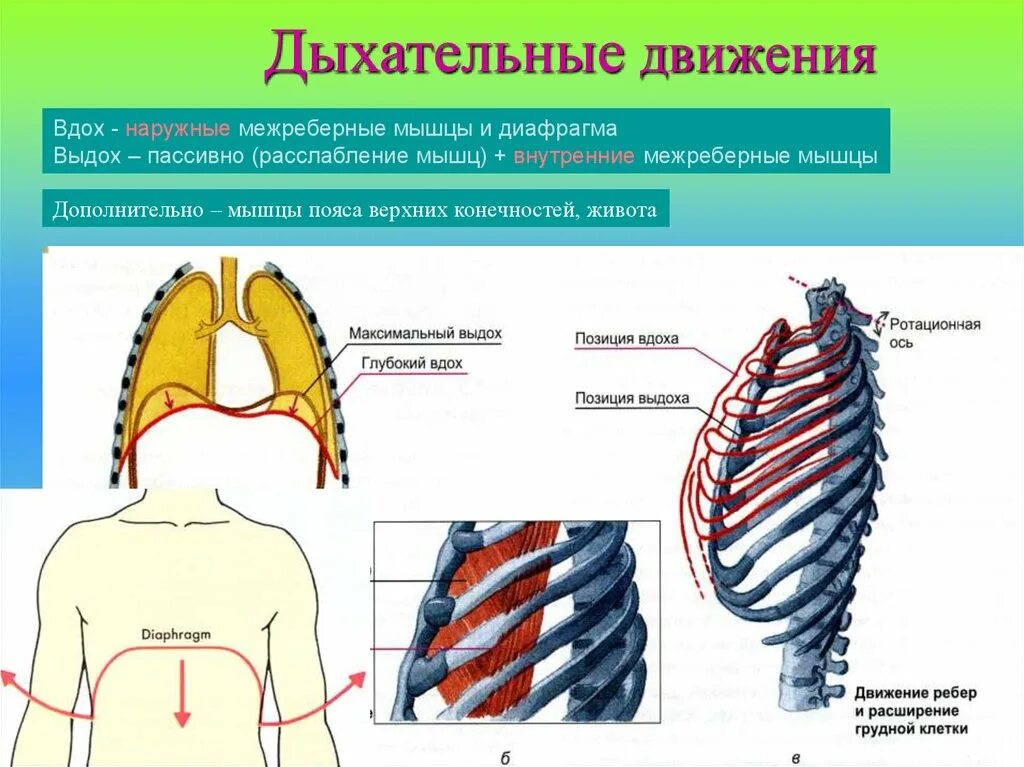 Дыхательные движения. Вдох расширение грудной клетки мышцы. Диафрагма и наружные межреберные мышцы. Наружные и внутренние межреберные мышцы при дыхании. Дыхательные движения межреберные мышцы.