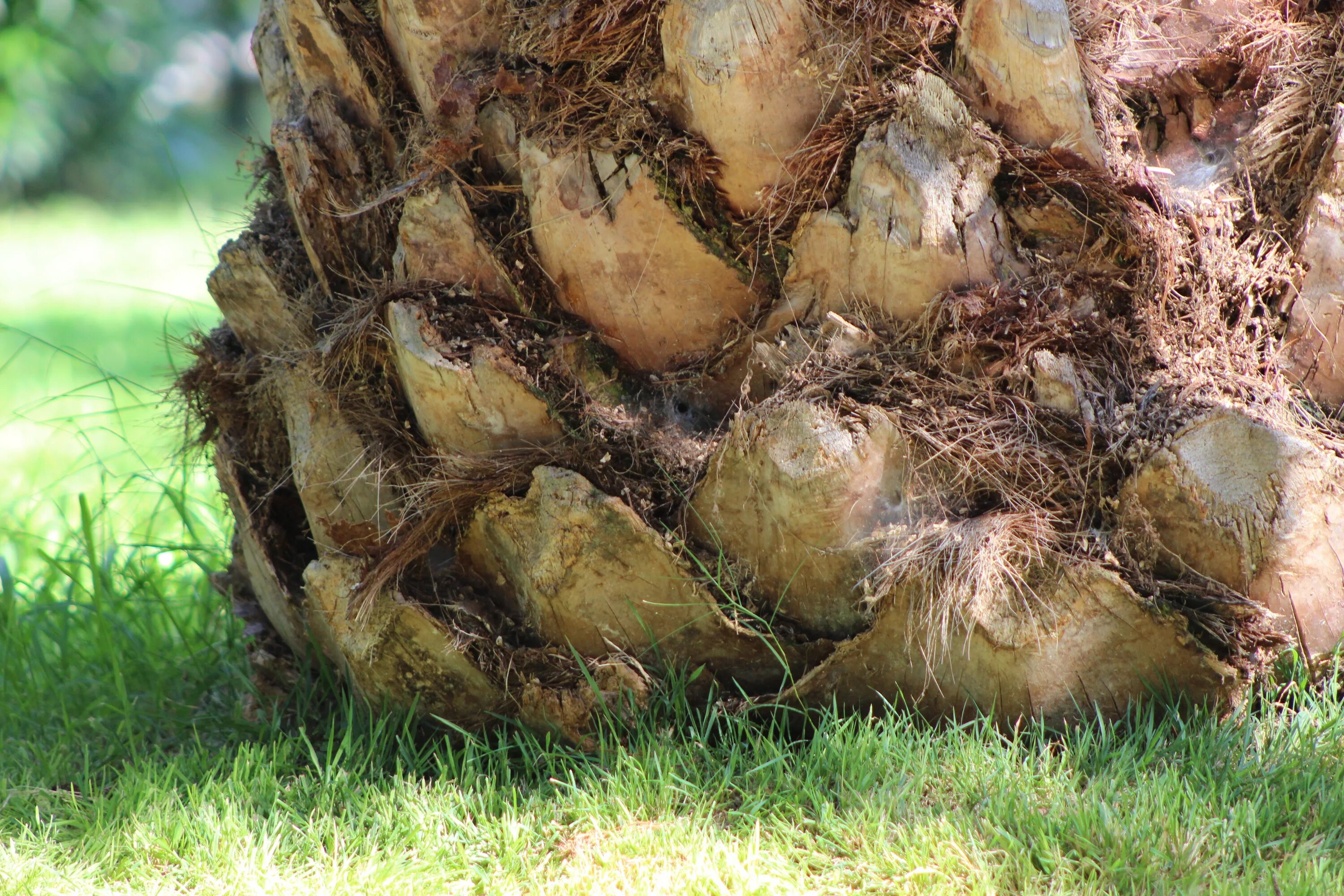 Зацвела корень. Ствол пальмы. Ствол пальмы close up. Palm Trunk. Ствол пальмы в разрезе.