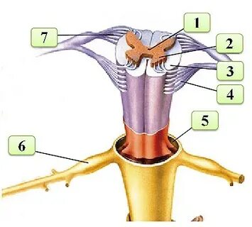 Цифрой 7 на рисунке обозначены