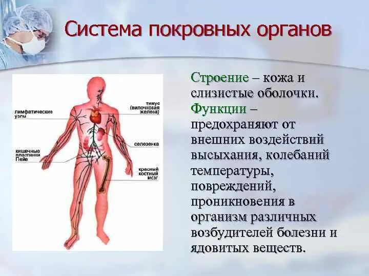 Система покровных органов человека функции