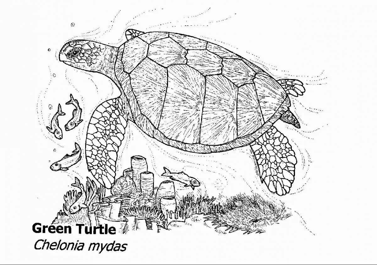 Европейская Болотная черепаха рисунок. Красноухая черепаха раскраска. Черепашка раскраска для детей. Черепаха раскраска для детей.