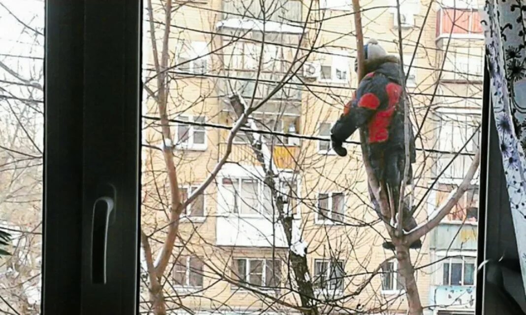 Видеть в окне бывшего. Гуляй так чтобы я тебя видела из окна. деревья лезут в окно пятиэтажки. прогулка ребенка из окна. шпион в окне.