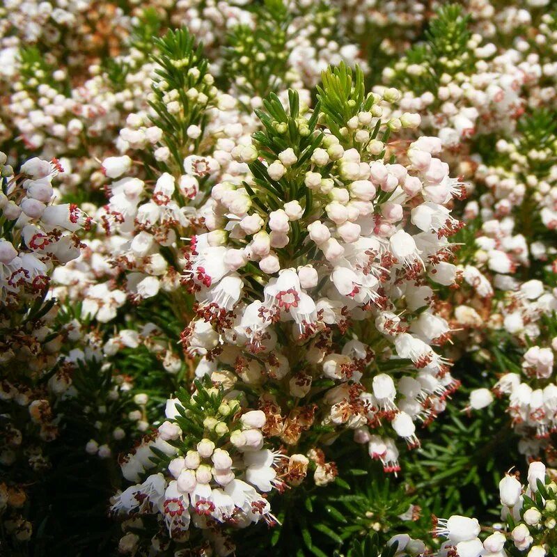 Erica spiculifolia. Семена эрики