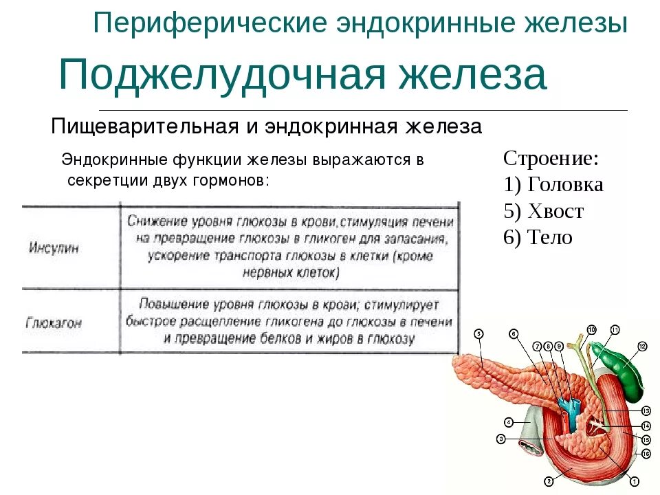 Барьерная функция какая железа