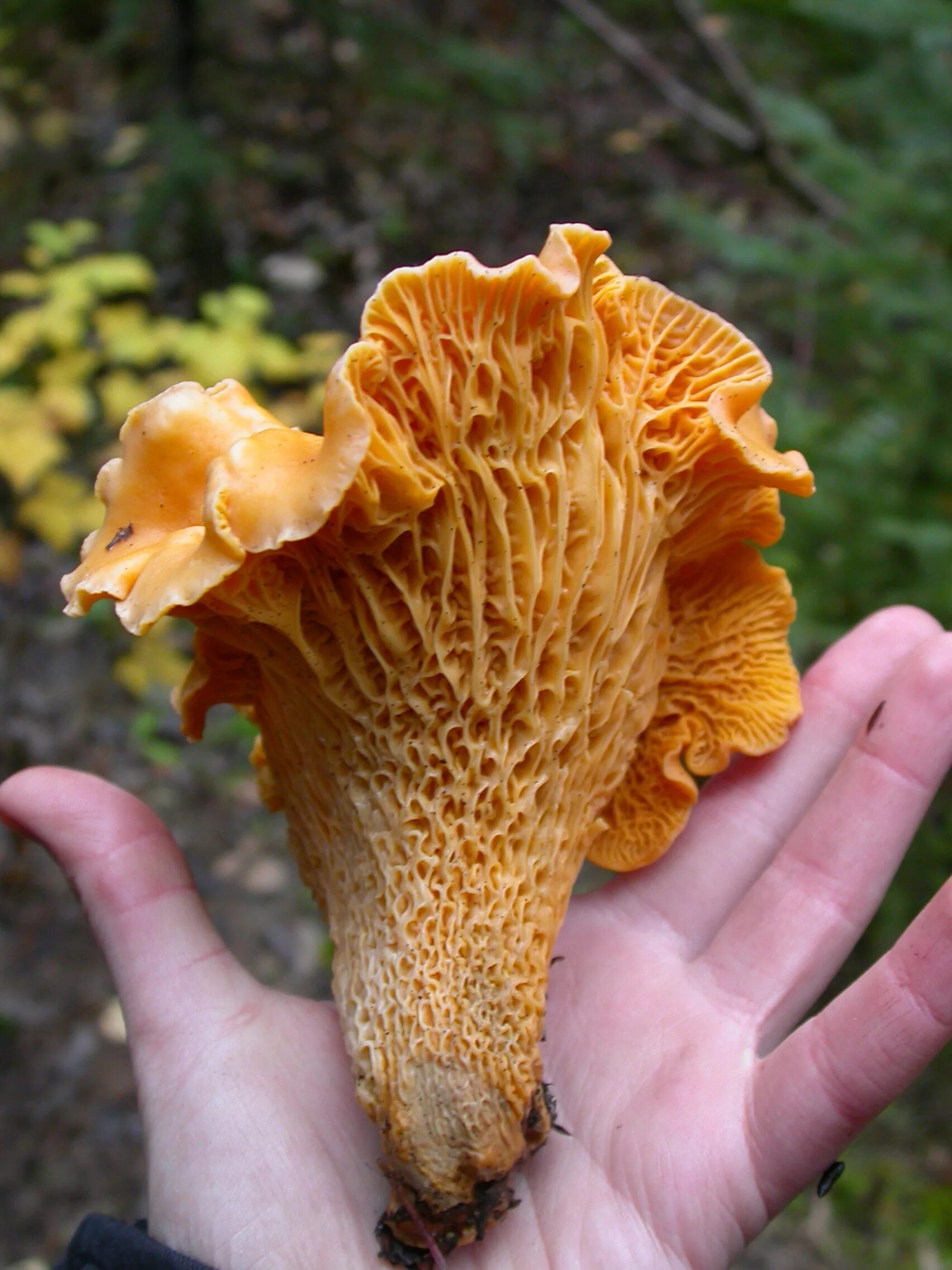 грибы петушки и курочки. большая лисичка гриб. лисичка гриб мякоть. лисичка петушок гриб. съедобные грибы лисички.