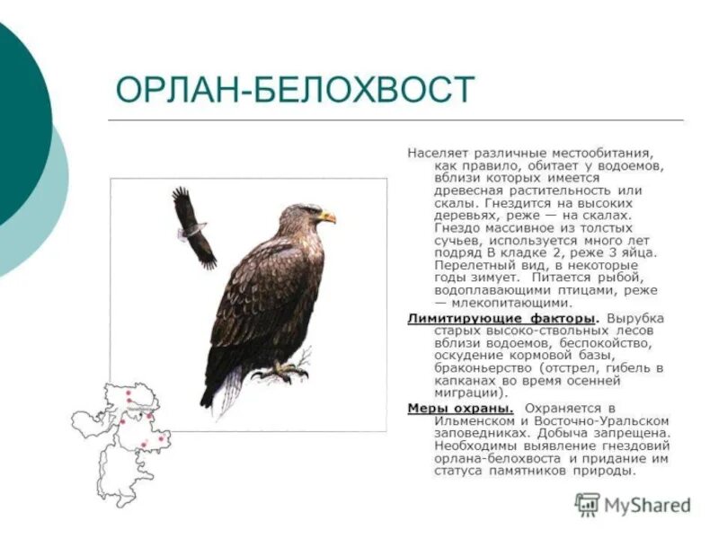 Орлан-белохвост haliaeetus albicilla. Орлан-белохвост красная книга для детей. Орлан-белохвост. Дальневосточный орлан белохвост. Орлан-белохвост красная книга для детей.