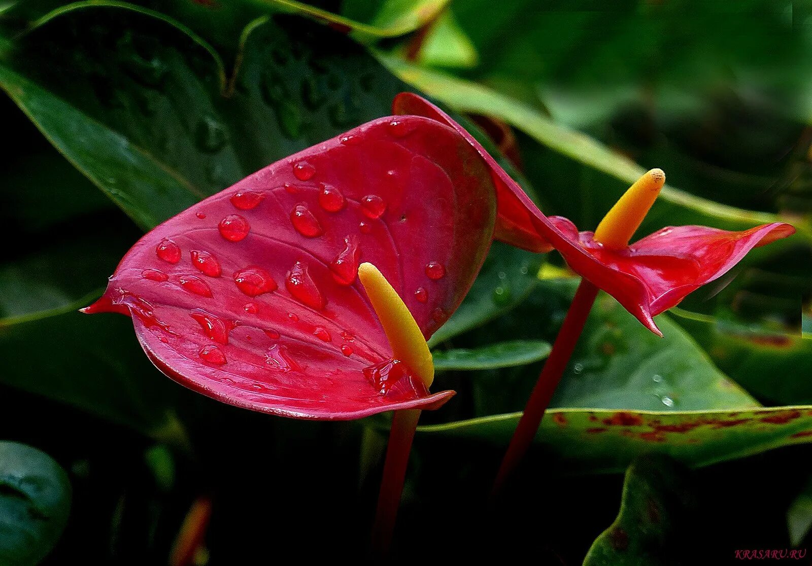 Цветок антуриум мужское счастье приметы и суеверия. Мужское счастье суеверия. Антуриум женское счастье. Антуриум андре цветок. Цветок антуриум приметы и суеверия.
