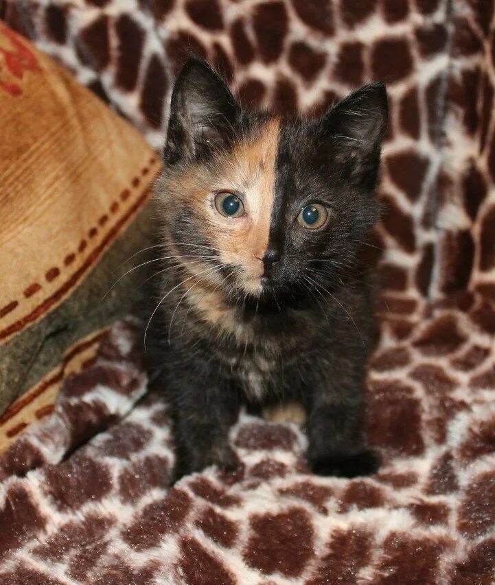 Черно рыжий котенок. Черный кот с рыжими пятнами. Черный и коричневый котята. Порода черная с рыжими пятнами