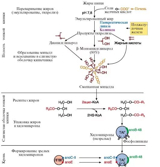 Схема переваривания липидов в ЖКТ. Схема расщепления липидов. Этапы переваривания и всасывания липидов. Переваривание пищевых жиров биохимия.