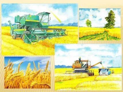 Картинки как выращивают хлеб