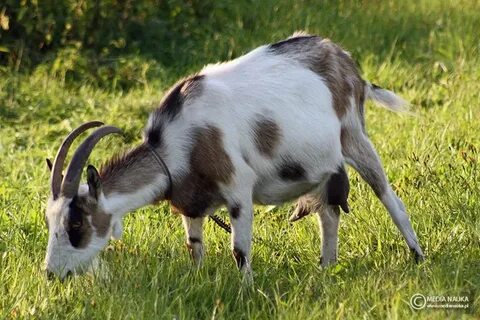 Throat goat
