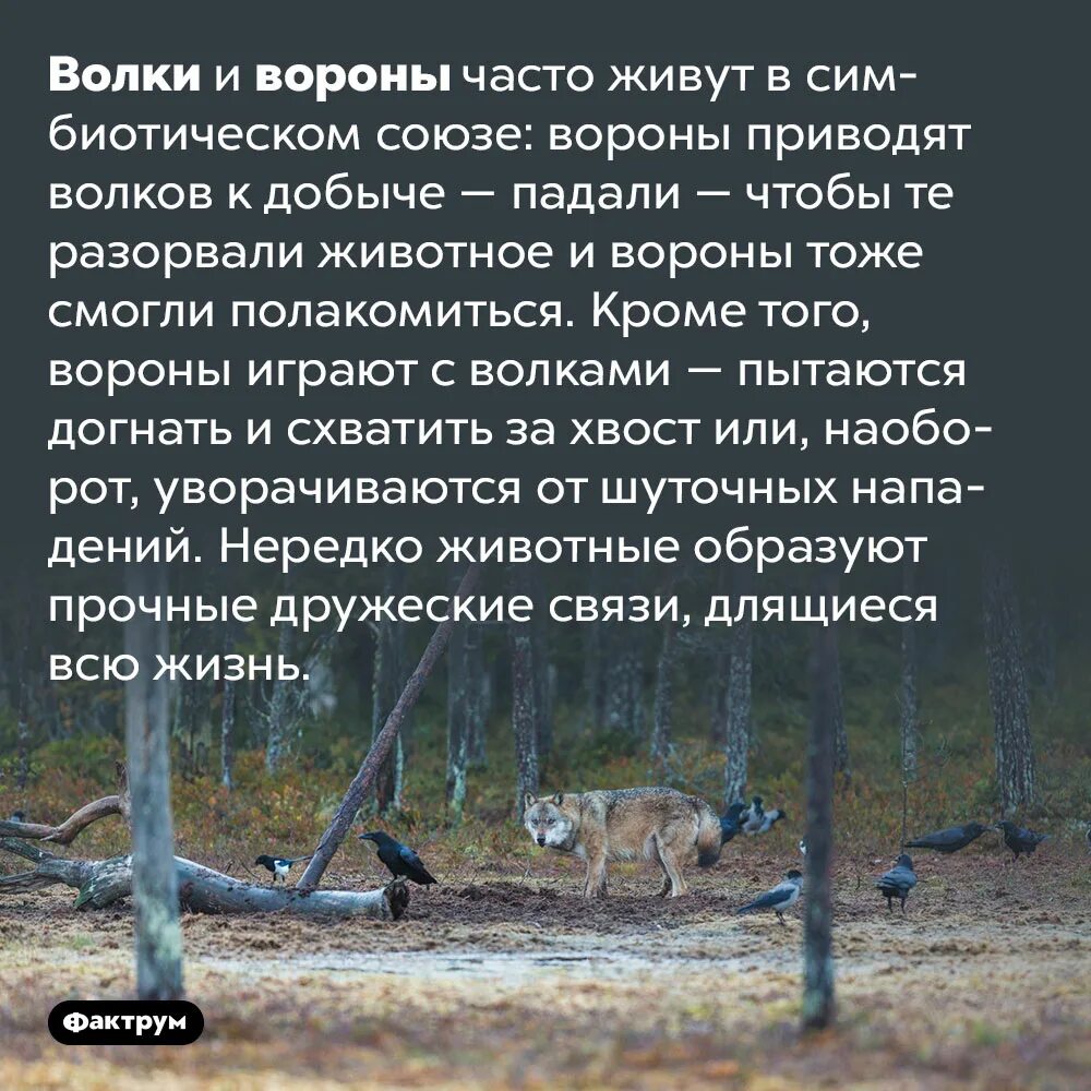 Чаще всего обитают. Сообщение о сове. Редкие животные алтайского края. Чаще всего обитают. Правила поведения с бездомными собаками.
