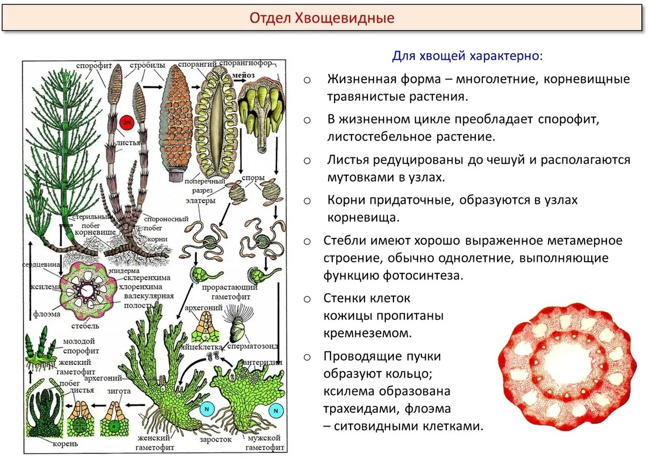 Жизненная форма хвощевидных. Жизненная форма хвощевидных
