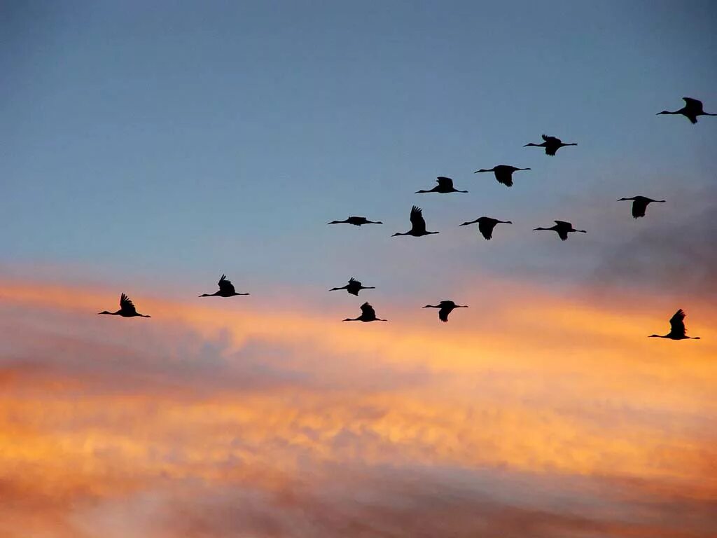 Клин перелетных птиц. Журавль в небе. Птицы улетают на Юг. Перелетные птицы в небе.