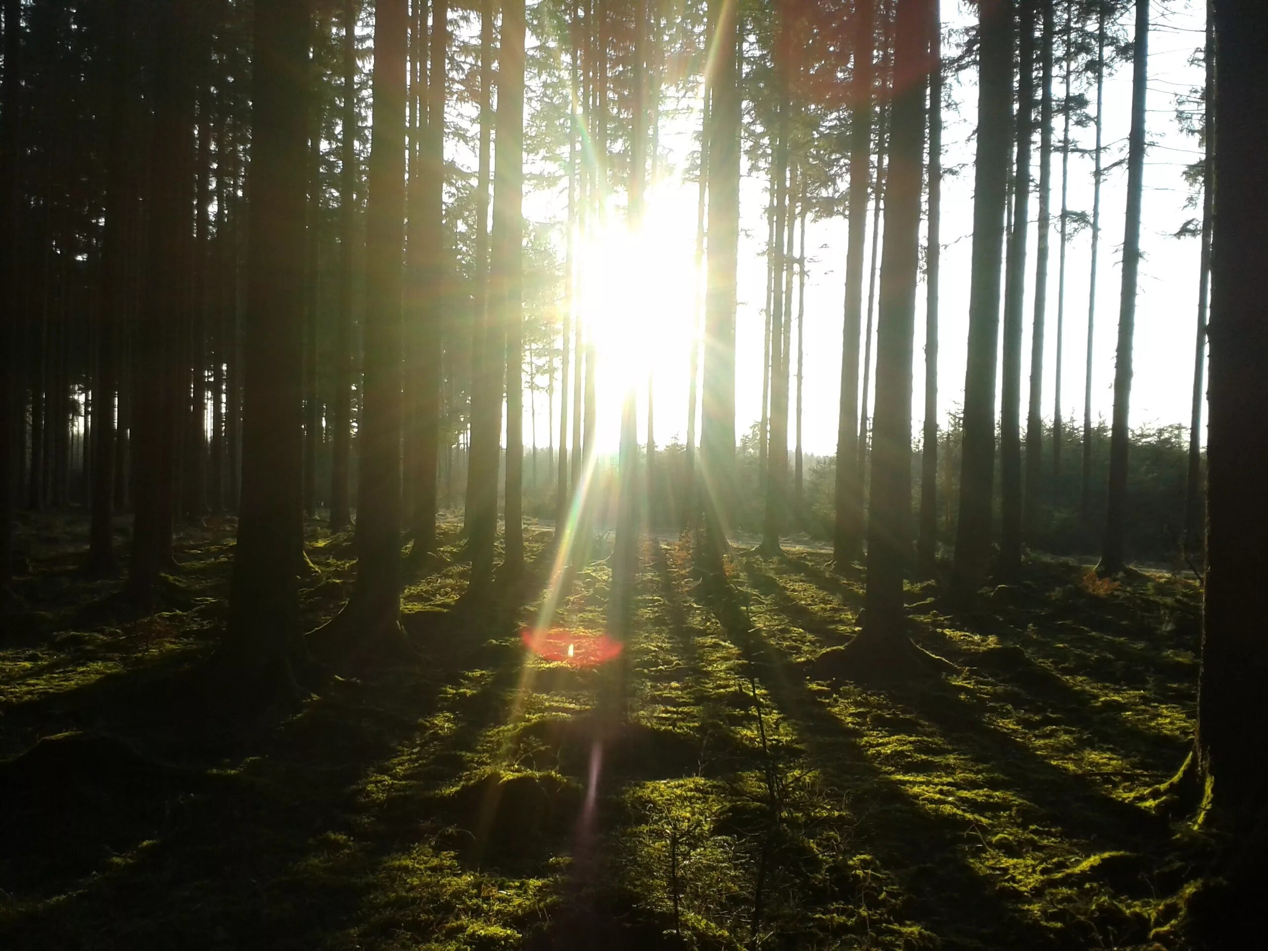 Forest clearing. Атмосфера леса. Солнце между деревьями. Лес солнце между деревьев. Темный лес с солнечными зайчиками.