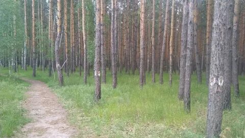Сосна воронеж