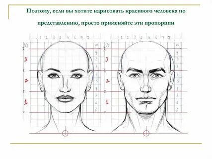 5 правильных пропорций