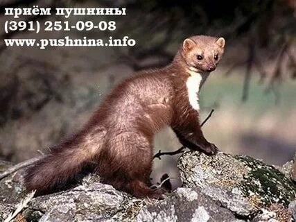 Куницы падеж