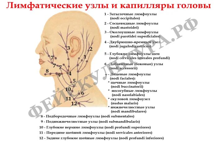 Шейный лимфаденит код по мкб 10