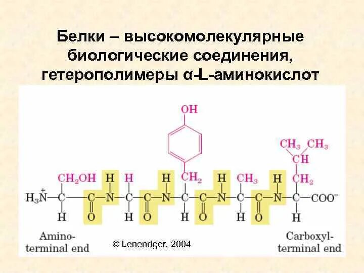 Белки это высокомолекулярные соединения. Гомополимеры и гетерополимеры. Высокомолекулярные соединения это аминокислоты. Гетерополимеры примеры.