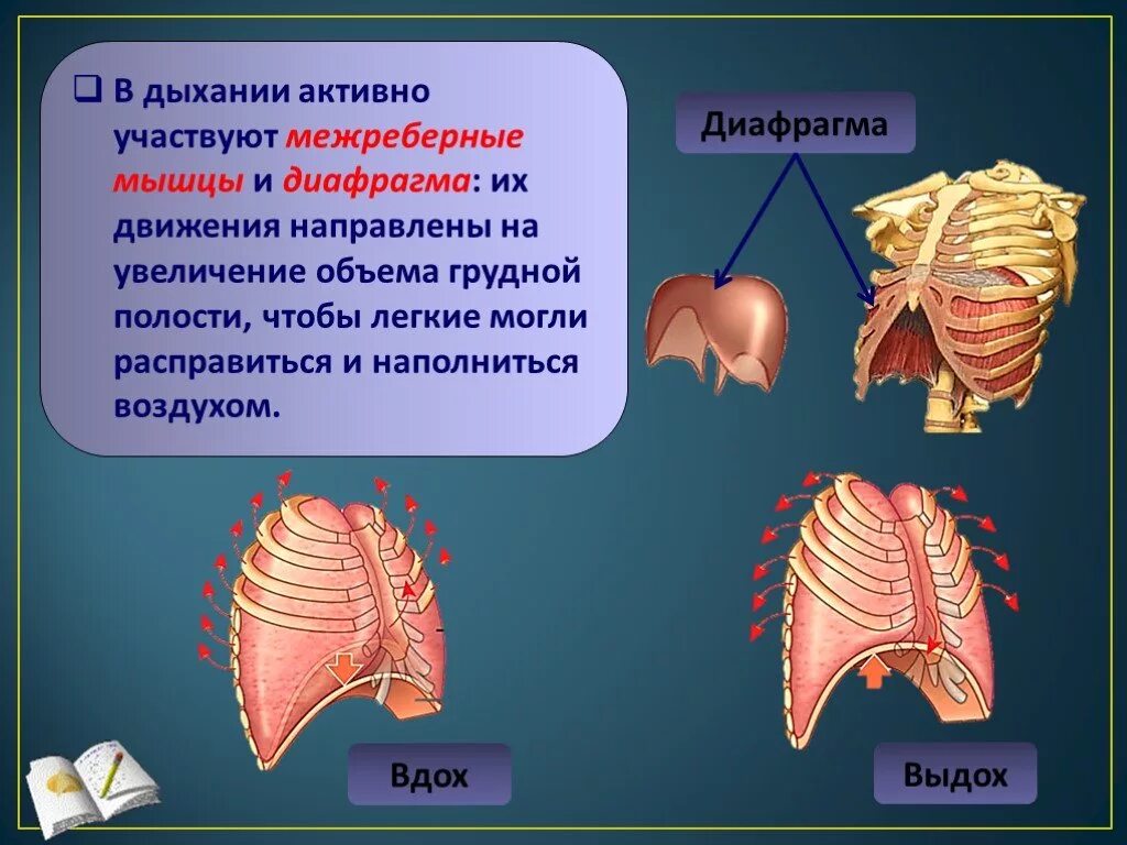 Диафрагма дыхательная мышца. Диафрагма анатомия функции. Диафрагма строение и функции. Диафрагма Главная дыхательная мышца.