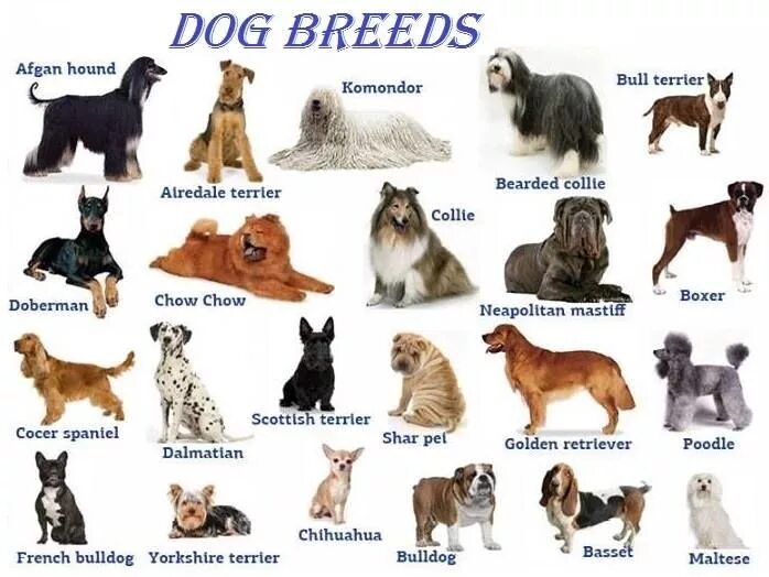 Породы собак. Название собак. Название породистых собак. Породы собак скартинкаи.