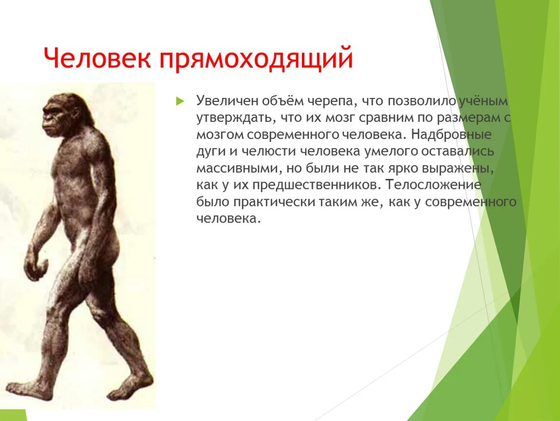 Человек прямоходящий относится к. Человек прямо зодящий. Представители человека прямоходящего. Человек прямоходящий картинки.