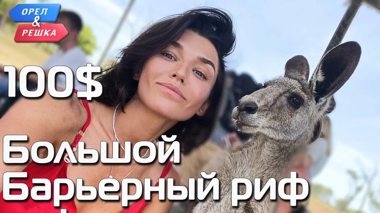 Орел и решка австралия. Орел и решка австралия. Орел и решка австралия. Маленький кенгуру. Орёл и решка перезагрузка лондон.