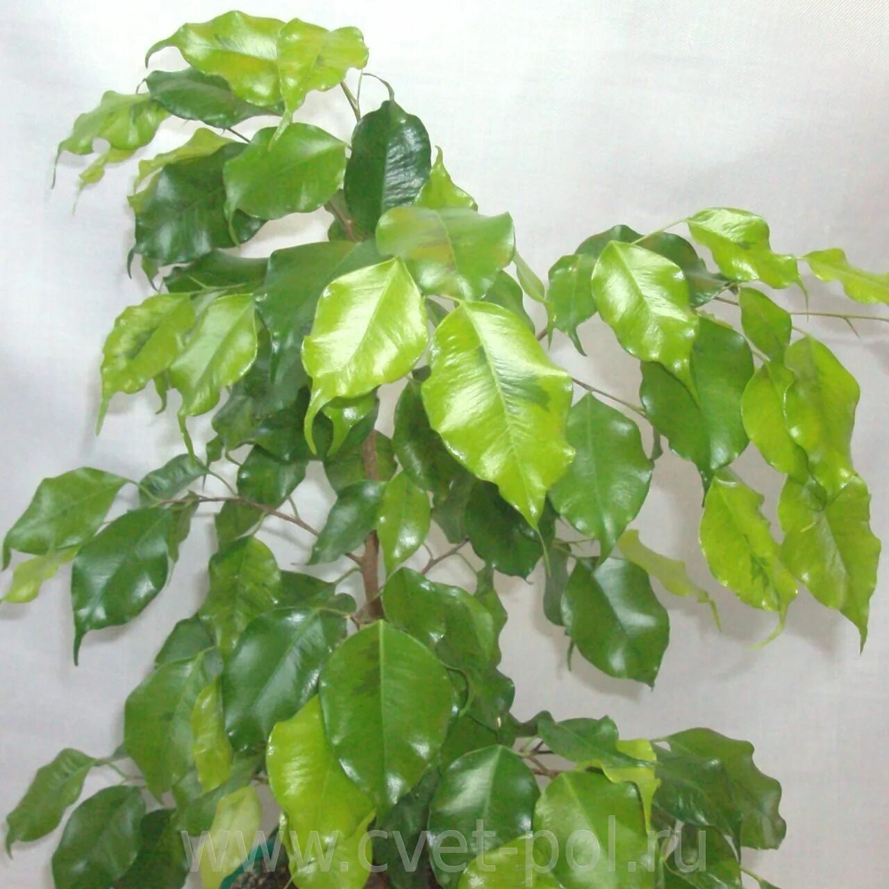 Benjamin ficus is a species of evergreen plants belonging to the genus of mulber