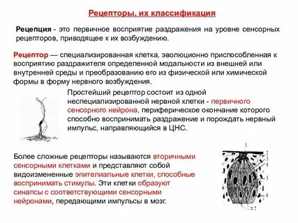 Нейроны воспринимают раздражения с помощью рецепторов