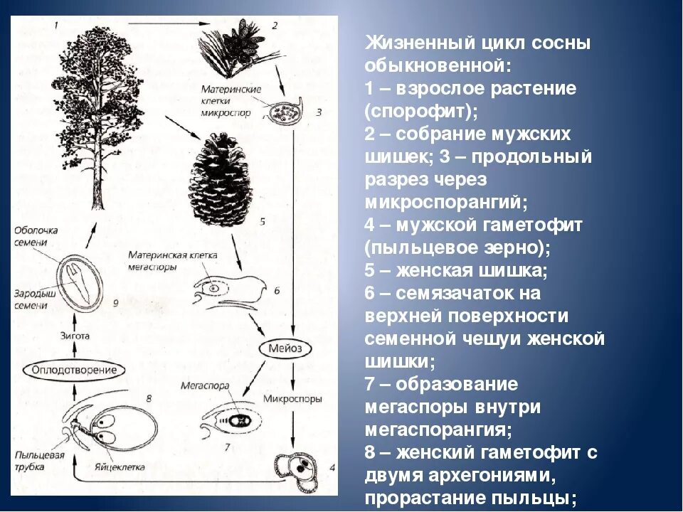 Исходная клетка спорофита. Жизненный цикл голосеменных растений сосна схема. Цикл развития голосеменных схема. Жизненный цикл голосеменных растений схема. Размножение сосны обыкновенной.