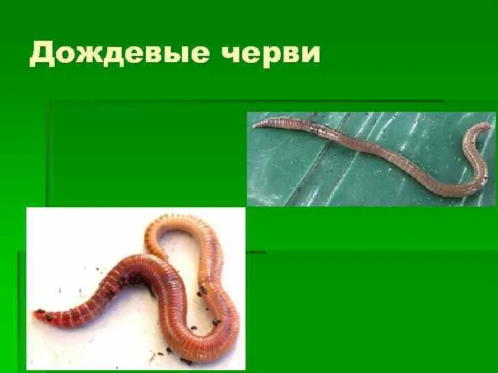 Дождевой червь имеет двустороннюю симметрию. Дождевые черви биоиндикаторы. дождевой червь презентация.