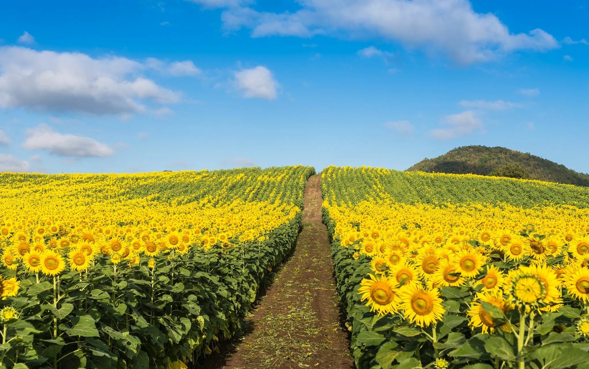 Pin on Sunflowers! Sunflower fields, Sunflower pictures, Sunflowers and daisies