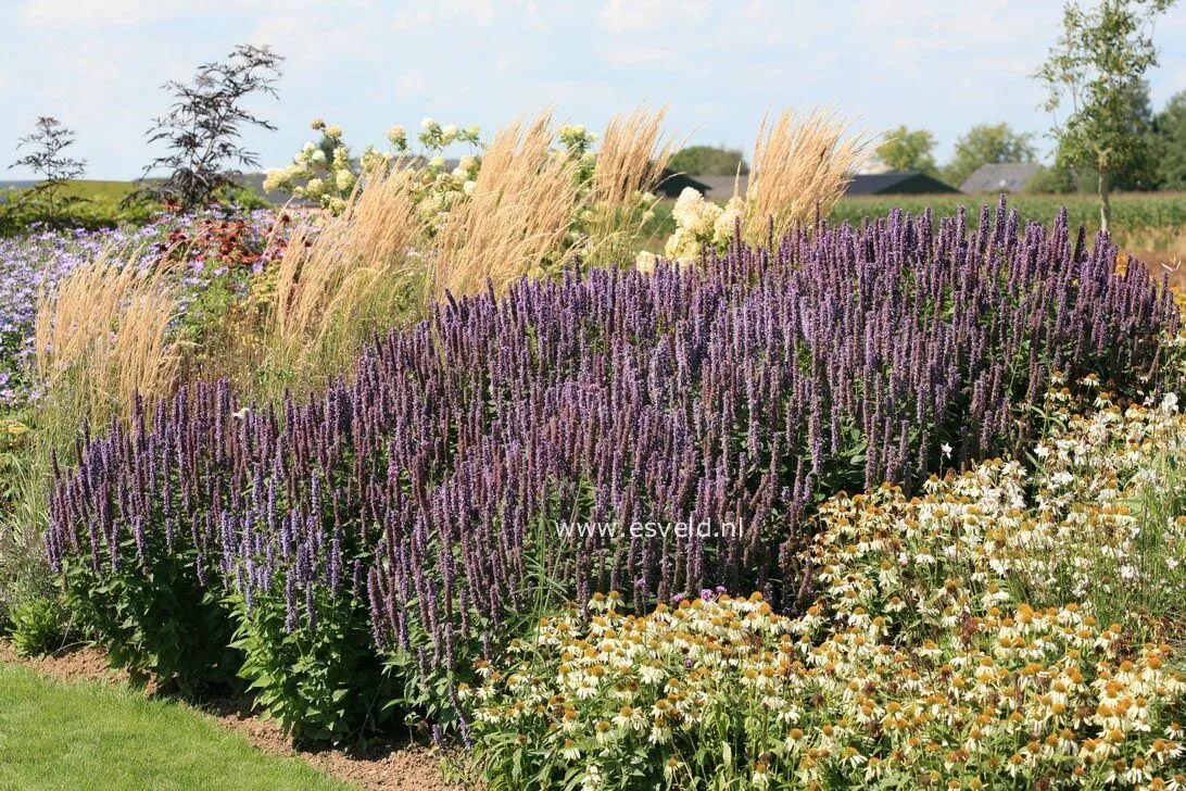 Agastache aurantiaca 'Apricot Sprite' (Hyssop) Garden Plants, Hardy perennials, 