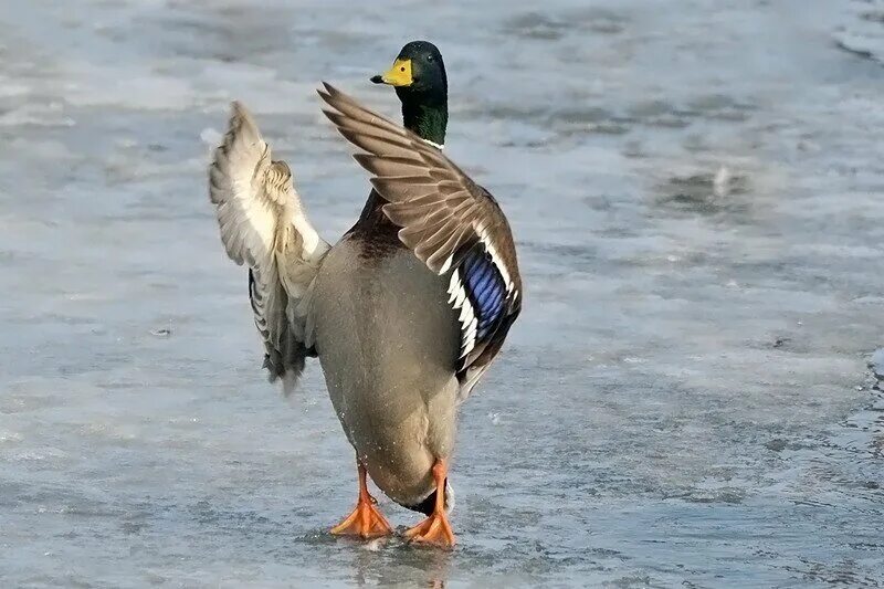 утка конь. селезни дерутся. сражаться с одной уткой размером. драка с утками. драка уток.