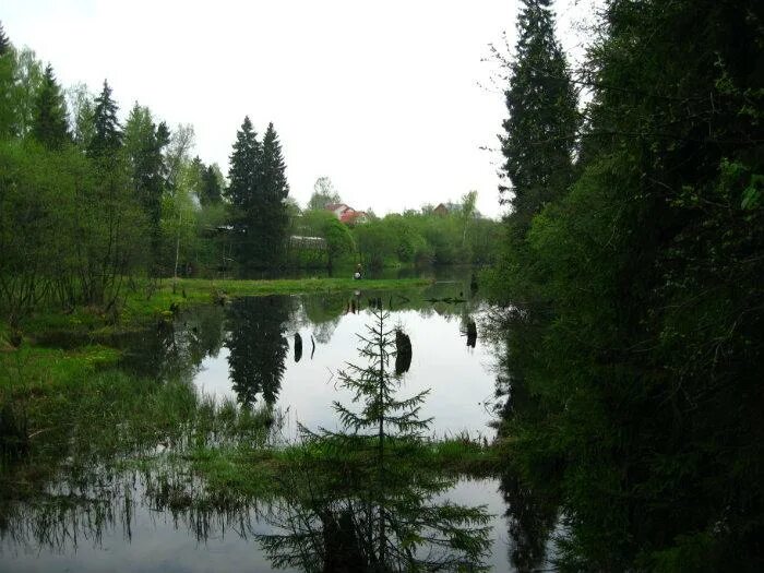 Рузский район п. Сухарево Рузский район. Озерный Рузский район. Петропавловский пруд Рузский район. Река Селявка Рузский район.