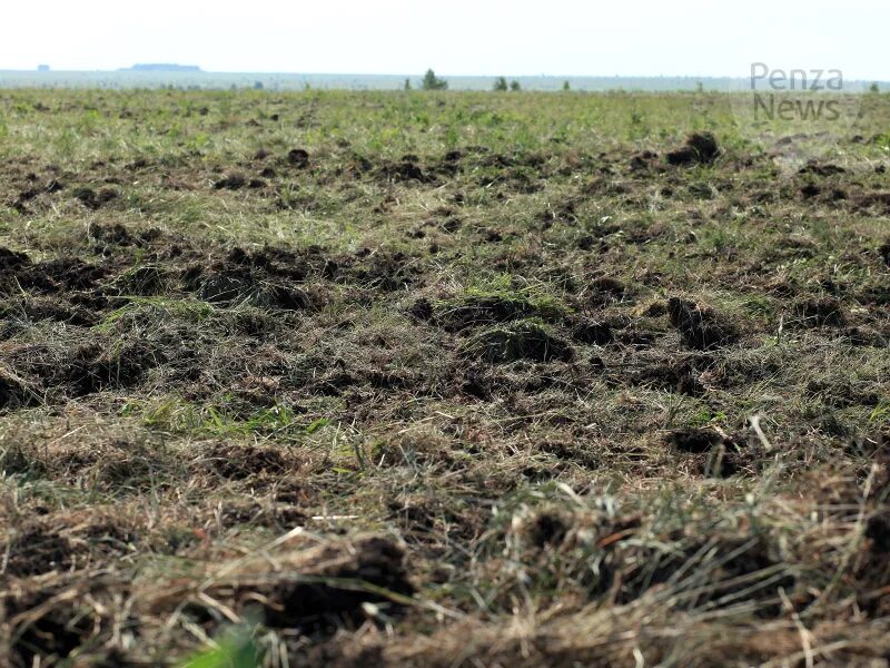 Признаки неиспользования земель сельскохозяйственного назначения. Зарастание земельного участка сорной растительностью. пашня всюду заросла. почвы в нижнеломовском районе. пашня заросла сильными живучими неприхотливыми сорняками.